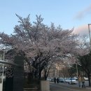 카페4월 | [범계 카페]범계 케이크 맛집 버터비버 카페 4월 방문 후기 (분위기 최고)
