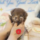 함께 있어줄개 이미지