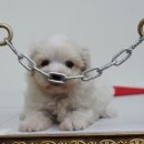 봄봄펫살롱 이미지