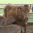 명품한우농장 이미지