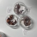 양촌길 | [펫테일게코] 펫테일의 성지, 칵테일샵 방문 솔직 후기