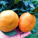 현이네농장 이미지