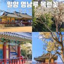 영남루 주차장 화장실 | 밀양 영남루 목련꽃 실시간 만개 중, 지금 꽃구경 가볼만한곳