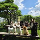 드림애견학교 이미지