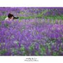 솔밭공원1 이미지