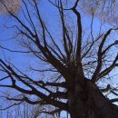 진안 메타세쿼이아길 이미지