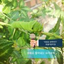 흙이 품은 생명 활동 - 과학과정 기술(실험.예측.가설.변인통제를 포함한 조사)) 이미지