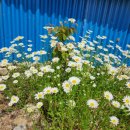 이레목장 1 이미지