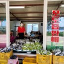 대가포도농원 이미지