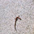 노적봉한정식 이미지