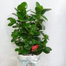 영전카센타 이미지