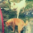 고당다한우마을 이미지