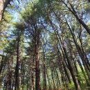남양주 사리산 축령산 답사 이미지