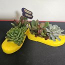 고무신 꾸며 다육이 심기 이미지