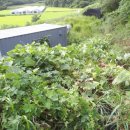 뚝방흑염소 이미지