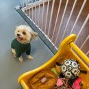 세천로7길 | 대구 애견카페 다사 세천 짜세프렌즈 실내동반 식사까지 후기