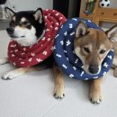 (주)마루펫 | 휘슬펫 매트 후기｜가성비 강아지 미끄럼방지 매트 사용 후기 2탄