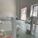 솔펫 애견미용놀이터 이미지