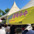 가마농원 | 영암 고을농원 옥수수 가마솥 찰옥수수 평일 웨이팅 후기