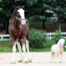 포니랜드 이미지