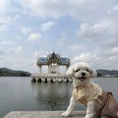 국립인천검역소 | 강아지와 태국(방콕) 여행하기_수입, 수출 검역 절차