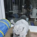 황철수피자공도점 이미지