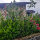 장미회관 이미지