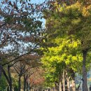 중국단풍길 이미지