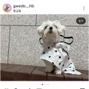 괴도햄봉 네이버블로그