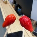 바른치킨철원동송점 | 줏대 있게 내가 먹고 판단해