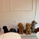 아이앤독 이미지