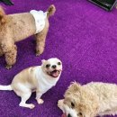 힐링몽 | 힐링몽ㅣ대전 애견유치원 소수정예 케어로 안심 맡김