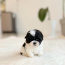 광산구-045 | 전남 광주 강아지분양 믿을 수 있는 반려견전문분양추천🧡