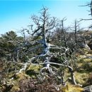 지리산큰나무 이미지