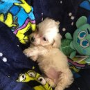 둔둔축산 이미지