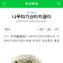 트리포큐파인 이미지