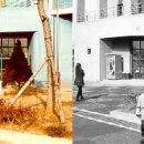 풍자로 탁류시대를 헤쳐간 백릉채만식 이미지