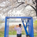 수원제2야외음악당 | 수원 벚꽃 명소 만석공원 축제 주차장 만석거 실시간 개화 피크닉