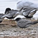 검은제비갈매기 Black Tern 이미지