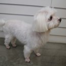 수애견미용실 이미지