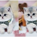 강남고양이분양 스타돌스 이미지