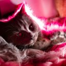 미소로 동물병원 이미지