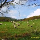 모자목장 이미지