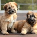 경산의 삽살개육종연구소 이미지