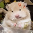신풍관