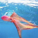 무지갯빛 이미지