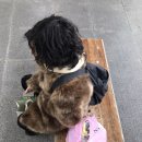 용문산그린펜션 | 배불러서 1살 못 먹어요