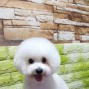 토비애견미용 이미지