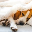 보령동물병원 이미지