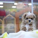 펫하임 강아지 고양이 이미지